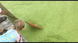 Duckweed in Green Lake