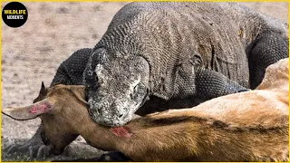 30 Brutal Moments Komodo Dragon Attacks And Swallows Everything In The Wild