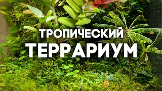 ДЖУНГЛИ У МЕНЯ ДОМА - ТРОПИЧЕСКИЙ ТЕРРАРИУМ! ОБЗОР МОЕЙ КОЛЛЕКЦИИ РАСТЕНИЙ  Димон и пумба