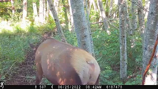 June 26 newborn Elk calf.