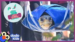 All Better — Sea Turtle Covered In Barnacles Needs Our Help Getting Back To The Ocean! | Dodo Kids