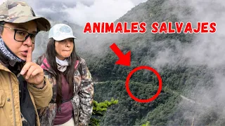 SILENCIO!!! 🤫 este lugar OCULTA especies MUY DIFÍCILES de ver “QUITO”🌳Josué y Elie