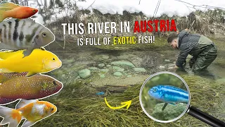 We Found Tropical Aquarium Fish in a Freezing River in Europe