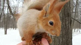 Покормил Того Самого бельчонка и Рыжую / I fed That squirrel and the Redhead