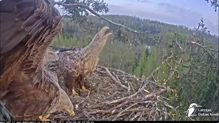 Milda atgriežas ligzdā ar ērgļu tēviņu  / Milda returns to the nest with the male eagle LDF