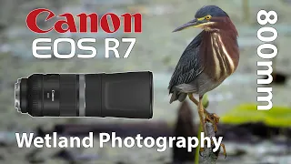 Canon R7 800mm Wetlands Photography