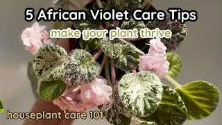 TOP 5 African Violet Care Tips - How To Water, Lighting, Repotting, Fertilizer - Houseplant Care 101