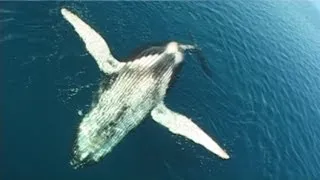 Whale Song