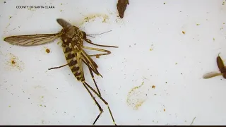 Santa Clara County increasing efforts to eradicate dangerous mosquito species