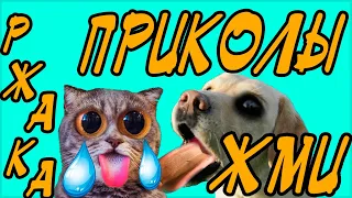 Подборка 🍓 ПРИКОЛОВ 2018 Приколы с животными, смешные коты, СОБАКИ! РЖАЧ. Funny Animals Compilation