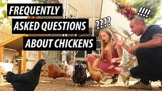 Chickens For Beginners | Raising Backyard Chickens and Fun Facts