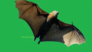 A huge bat flies squeaking unpleasantly (footage).