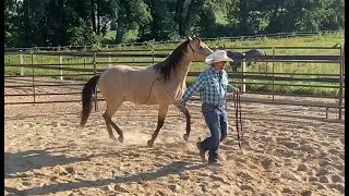 Should Your Horse Lead Behind You or Next to You?