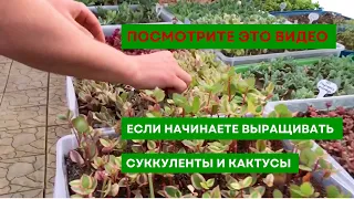 Если вы начинаете свой путь в выращивании суккулентов и кактусов, обязательно посмотрите это видео
