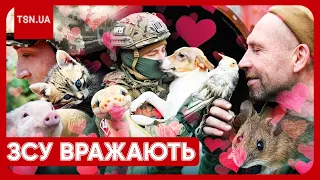 Такого мі-мі-мі ви ще не бачили! Свині, миші, коти і навіть змії! Українські військові рятують всіх!