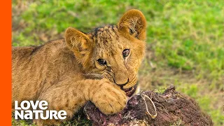 Baby Lion Cubs Taste Meat For The First Time