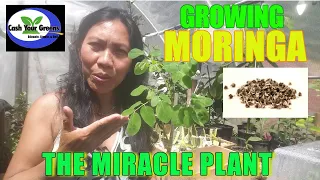 HOW TO GROW MORINGA TREE  🌱  🌱  🌱