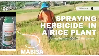 How to apply FRONTIER HERBICIDE 200 OD Pinakamahusay na pamuksa ng damo.