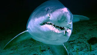 7 Shark Encounters with Deep Ocean ROVs