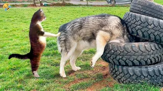 FUNNY CATS vs DOGS 🐱🐶 Who's cooler this time 🐾 New Funniest Animals Videos 😂
