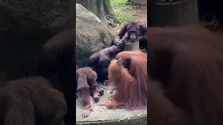 Orangutan Teaches Other Orangutans.