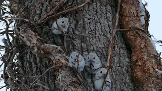 エゾモモンガの朝 / Flying squirrel morning