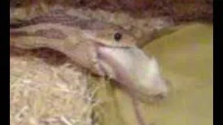 Snake swallowing a mouse backwards
