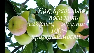 САЖАЕМ ЯБЛОНЮ 100% приживаемость / Как посадить яблоню / Правильная посадка саженца весной