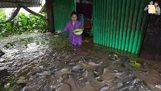 Mùa nước nổi Miền Tây Đàn Cá Cả Trăm Tấn Tràn vào nhà Ông Lão ở như Người tại Sông Vàm Nao An Giang