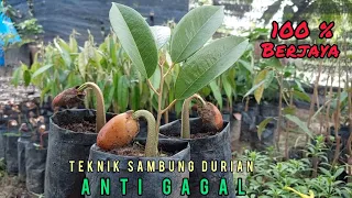 TEKNIK SamBung Anti GAGAL Tanaman DURIAN.