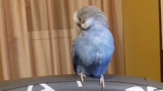 Как чешется попугай