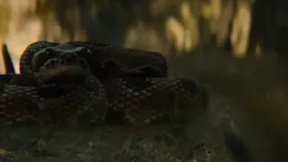 prey 2022 predator kills snake! prey final battle HD