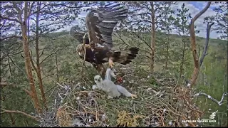 Latvian Golden Eagles~ Spilve Knocks Klints Over With A Branch! Virsis Arrives With A Bird! 6.5.20