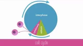 Cell Cycle