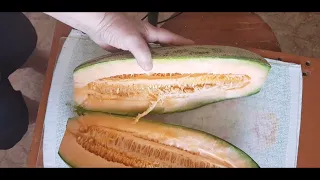 АМРЕ поспела //  melon AMRE is ripe