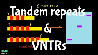 Tandem Repeats & VNTRs | Variable Number Of Tandem Repeats |