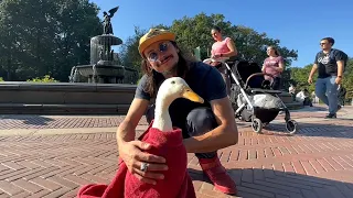 I took my duck to Central Park