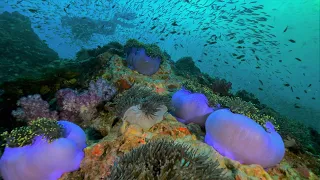 Thailand, Similan Islands diving MV Camic liveaboard 2021