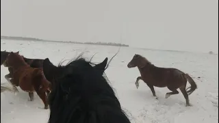 Жеребцы уводят табун в лес. Сильный ветер.