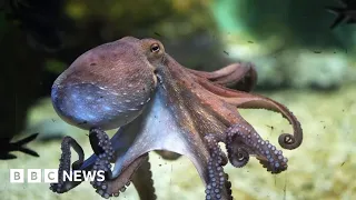 World's first octopus farm proposals alarm scientists – BBC News