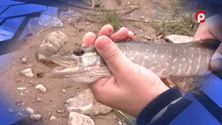 Ловись рыбка и мала, и велика!