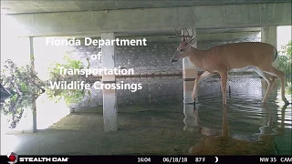 Wildlife Crossings in Collier County