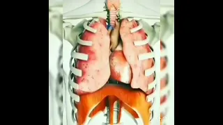 Mechanism of Respiration (Animation)during inspiration and expiration