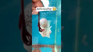 FLOWERHORN FISH | BEST FLOWERHORN AQUARIUM | FEEDING FLORAN | KAMFA SRD MAGMA ALL AVAILABLE CHANNEL