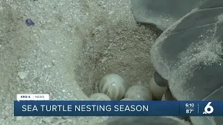 Turtle nesting season is underway, ways to keep the aquatic animal safe