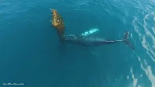 That’s Wild: Humpback Whales Enjoy a Body Scrub