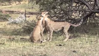 The Stranglehold - Cheetah Kill Video Masai Mara 2013 HD