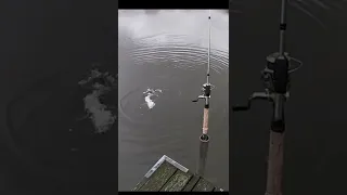 HOW TO CATCH PIKE 97.5% OF THE TIME IN LOCAL LAKES (fishing pike)