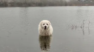 The Great Pyrenees,.. says...