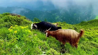 Beauty of Pakhtunkhwa | Peerghar Waziristan Vlog | Tourism With A.Samad